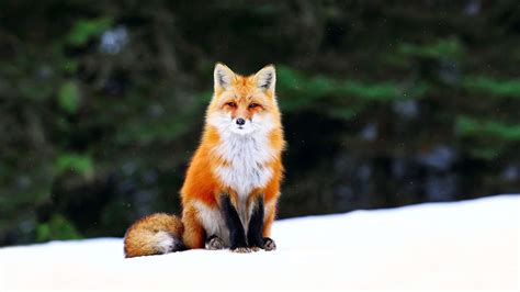 41 Red Fox Wallpapers Wallpaperboat