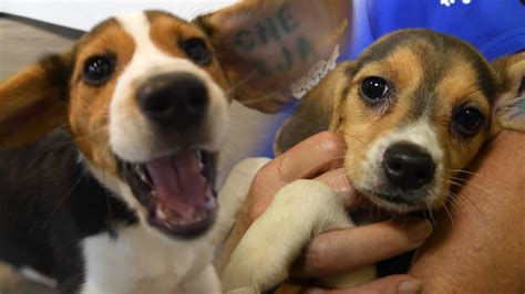 Beagles Play After Release From Research Breeding Facility
