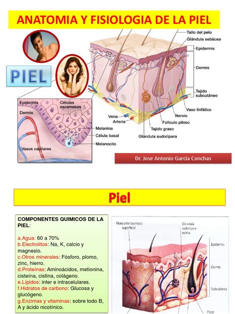 4 Anatomia Y Fisiologia De La Piel Piel Epidermis