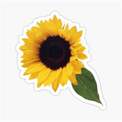 Sunflower Aesthetic Sunflower Sticker For Sale By Ayker Redbubble