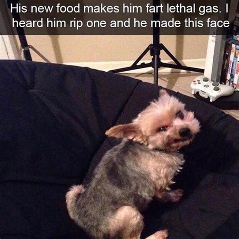 17 Dog Memes To Brighten Your Day Dog Snapchats Cute Funny Animals