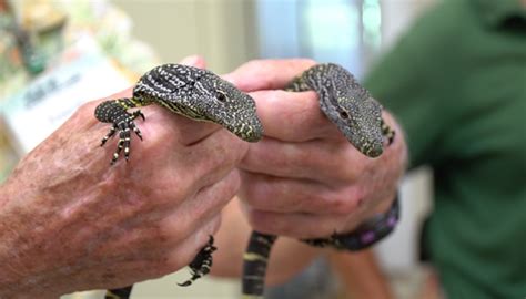 Honolulu Zoo Hatches Five New Crocodile Monitor Lizards Kaimuki