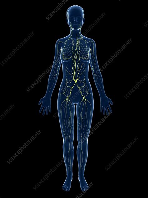 Female Lymphatic System Artwork Stock Image F0077337 Science