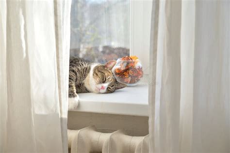 Sleeping Cat On Window Stock Image Image Of Gatto Indolence 5830281