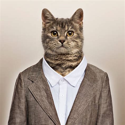 Cat In Suit Stock Photos Pictures And Royalty Free Images Istock