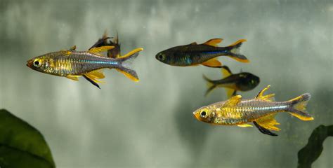 Top 10 Amazing Rainbowfish For Your Next Freshwater Aquarium Aquarium
