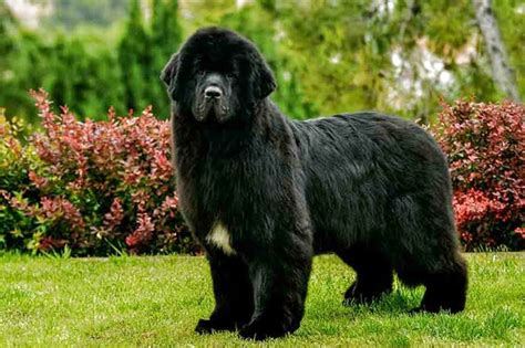 Find newfoundland puppies for sale on pets4you.com. Newfoundland Puppies for sale in UK | View 59 bargains