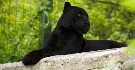 Wallpaper Green Wildlife Big Cats Zoo Black Panther Jaguar Lie