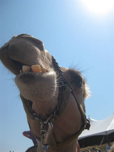 If u some good working example, which u can share it will be great. Jimmy Beans Wool Blog: Camels, Balloons, Cheetahs...Oh My!