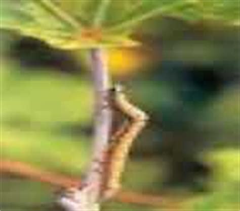 Army worms will eat everything in an area and once the food supply is cutworms accordingly are serious pests to gardeners in general, but to vegetable and grain farmers in particular. Important Pests of Castor and its Management - Krishisewa