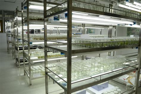 Standard cell culture techniques chapter 6: Palm Oil Tissue Culture Clean Room Laboratory | Lufter Sdn ...