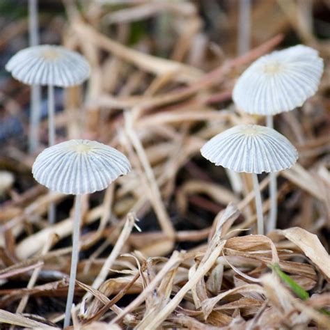 Florida Image Tools: Photographing Florida Fungi