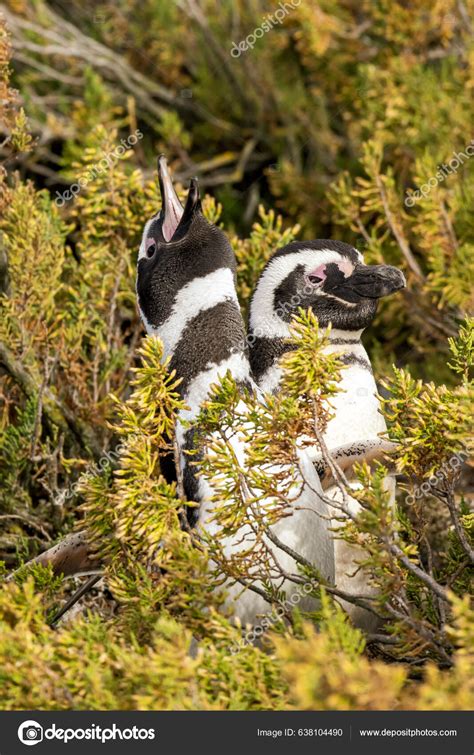 Pair Penguins Nest Bush Magellanic Penguin Fotografía De Stock
