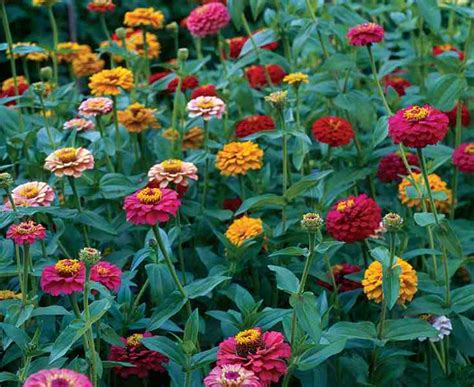 Growing Zinnias From Seed Higgledy Garden