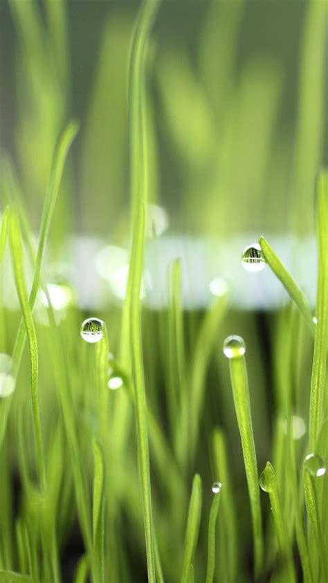 Wallpaper Green Grass Dew Nature 2560x1600 Hd Picture Image