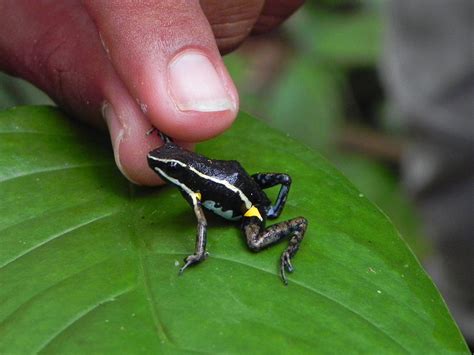 Poison Dart Frogs Recipegross