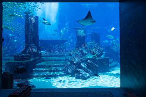 Atlantis Themed Public Aquarium Display With Realistic City Ruin Stock