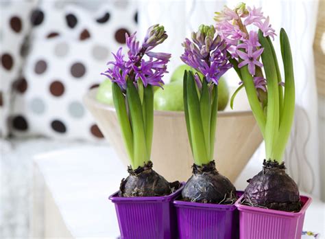 Cuidar é um verbo, infinitivo. Aprenda a Cuidar de Plantas Bulbosas | Flores - Cultura Mix