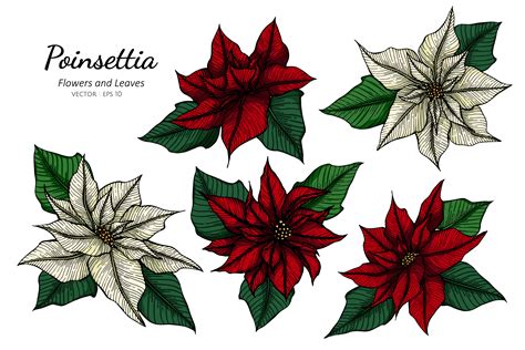 Hand Drawn Poinsettia Flower And Leaves Set 1228552 Vector Art At Vecteezy