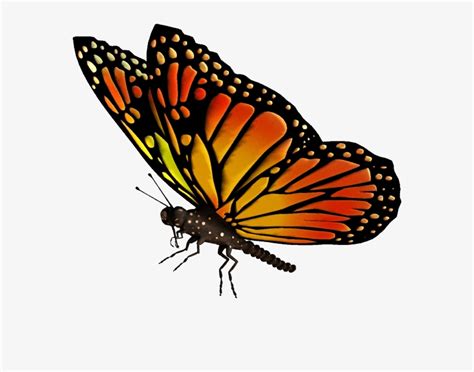 With tenor, maker of gif keyboard, add popular butterfly animated gifs to your conversations. Download Flying Butterflies Transparent Png - Monarch ...