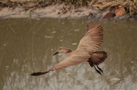 Birding In Botswana Luxury Botswana Birding Safaris