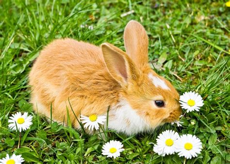 Rabbit Eating Carrot Stock Photo Image Of White Tame 16682004