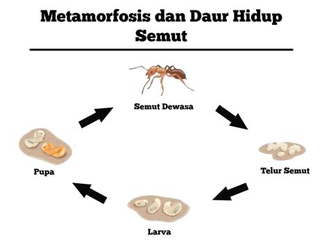 Metamorfosis Siklus Hidup Semut Daur Hidup Tahapan