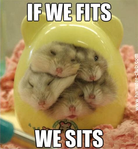 Funny Hamster Meme — Steemit