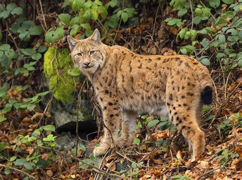 Looked like a tiny owl. Fabulous Facts About the Highly Intelligent Highland Lynx ...