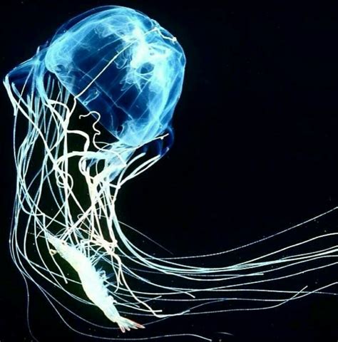 Box Jellyfish 7 Facts Of The Most Deadliest Jellyfish Jellyfish