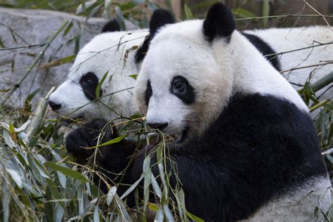 Panda Updates Wednesday December 9 Zoo Atlanta