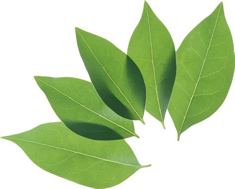 Green Leaves Png Image Purepng Free Transparent Cc0 Png Image Library