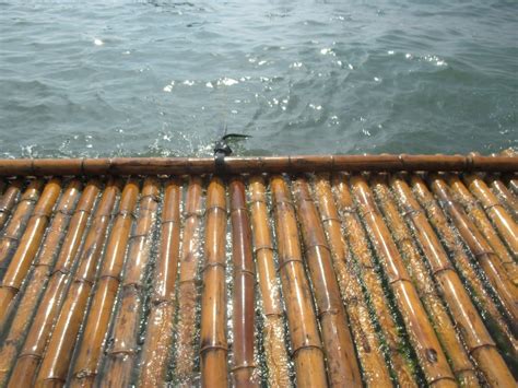 Their debut, this world, features appearances from rachel grimes of rachel's. Free Images : bamboo, batangas, watter, floating 2048x1536 ...