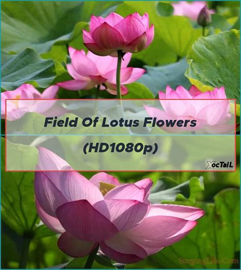 10 Minute Flower Meditation Video Tilting Pink Lotus With