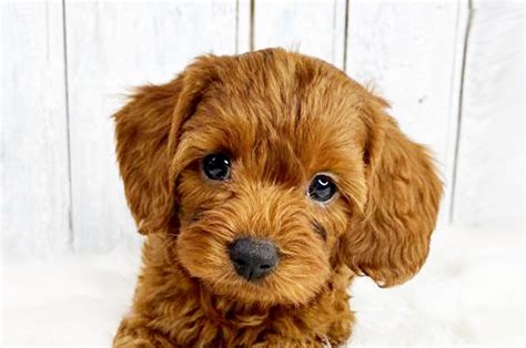 Teacup puppies for sale near me, shipping of your luxury teacup dog is mandatory. Cavapoo Puppies For Adoption - The Y Guide