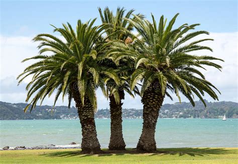 Three Palm Trees On A Grass Beach Stock Photo Image Of Grass Sisters