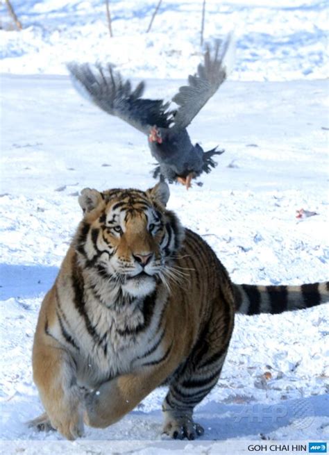 Tiger Eating Chicken