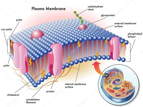 Plasma membrane — Stock Vector © rob3000 #65937105