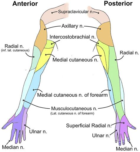 Nerve Supply To The Upper Limb Upper Limb Anatomy Nerve Anatomy