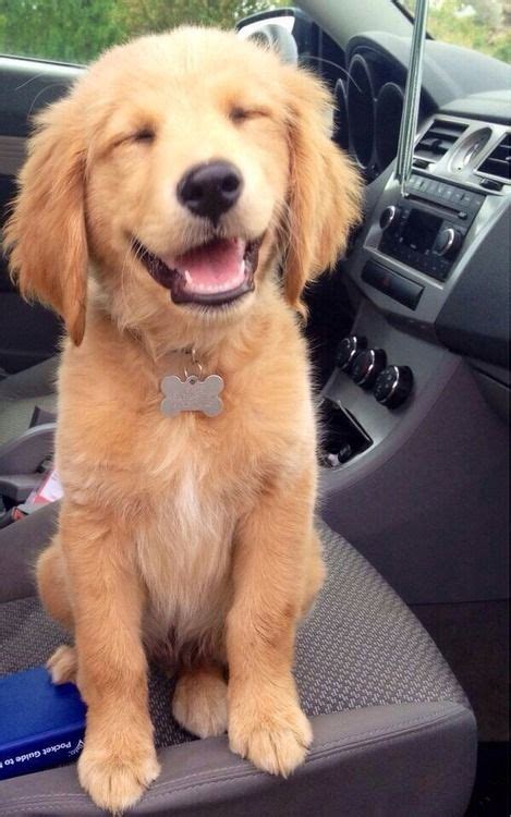 Happy Golden Retriever Puppy Aww And Lol Cats Lol