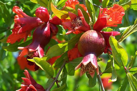 The pomegranate is native to the region from afghanistan, pakistan. Herbal Medicine - Plant , Trees & Fruit: Pomegranate Fruit