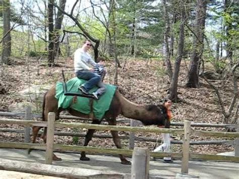 Another great part of the bronx zoo is the himalayan highlands, home to some very rare snow leopards a camel ride is also an unforgettable experience that the bronx zoo ny offers to kids. bronx zoo camel ride 1/2 - YouTube