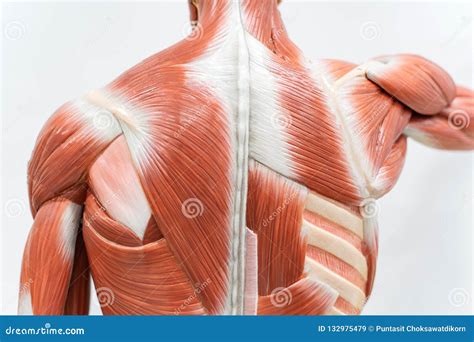 Muscles Of Back Model For Physiology Education Stock Image Image Of