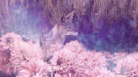 Jackal Spirit Animal, Symbolism and Meaning - Auntyflo.com