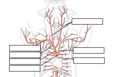 The difference in the structural characteristics of arteries, capillaries and veins is attributable to their respective functions. Cat Arteries Quiz | cat arteries | Favorite Places & Spaces | Pinterest | Cats, Quizes and Anatomy