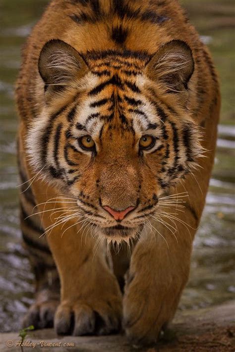 Hypnotic Gaze Photo by Ashley Vincent | Animals beautiful, Majestic