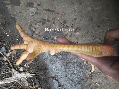 Katuranggan merupakan pengetahuan khusus tentang bentuk badan atau ciri fisik suatu binatang dan salah satunya adalah. Bentuk Dan Model Kaki Ayam Petarung Pukul Saraf/Ko ...