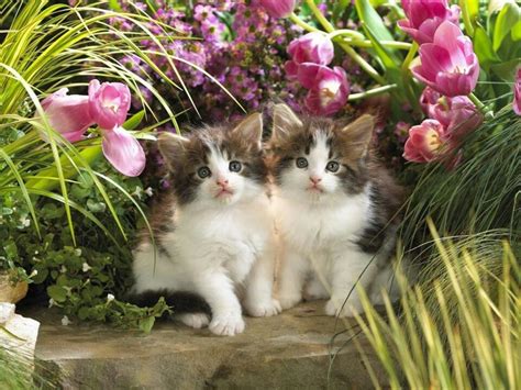Twin Cat Cats Kittens Cutest Beautiful Cats