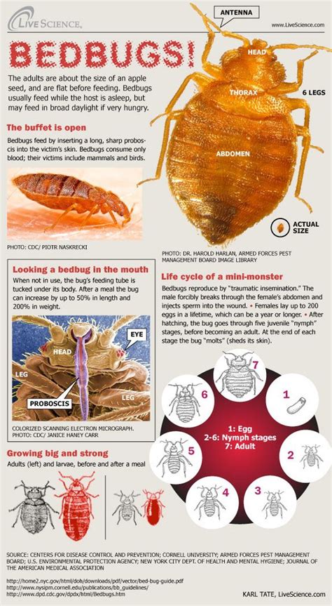 Bedbugs The Life Of A Mini Monster Infographic Bed Bugs Bed Bug