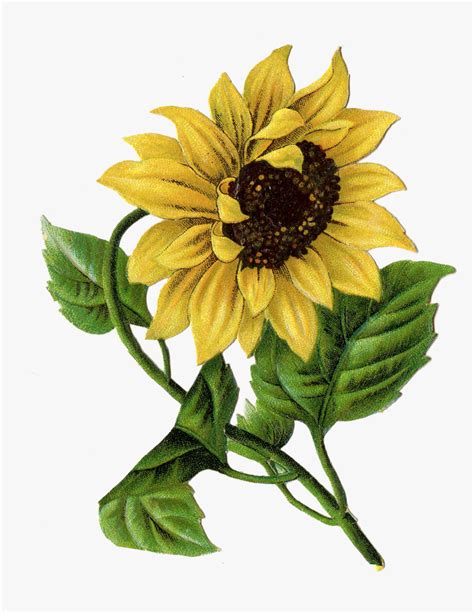 Vintage Sunflower Drawing Clipart Png Download Drawing Sunflower